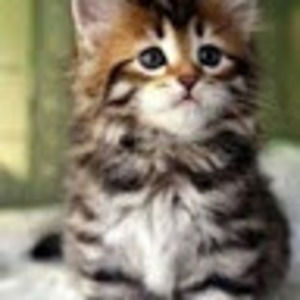 Meet your Posher, Adelina